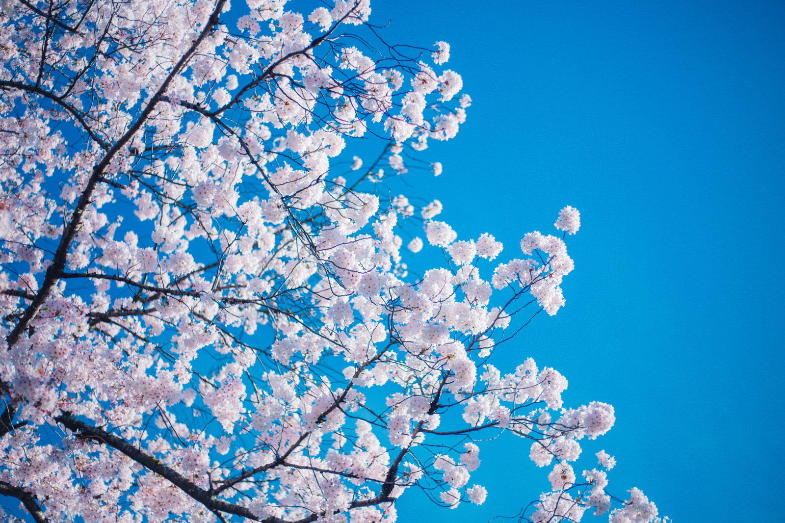 快晴の青空と満開の桜の枝