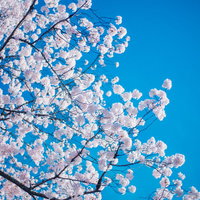 青空に咲き誇る桜の満開、春の季節感溢れる花見スポットの写真