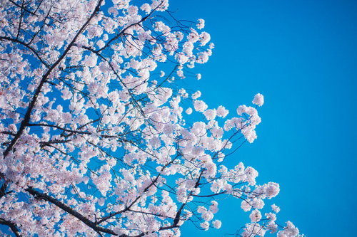 青空に咲き誇る桜の満開、春の季節感溢れる花見スポット