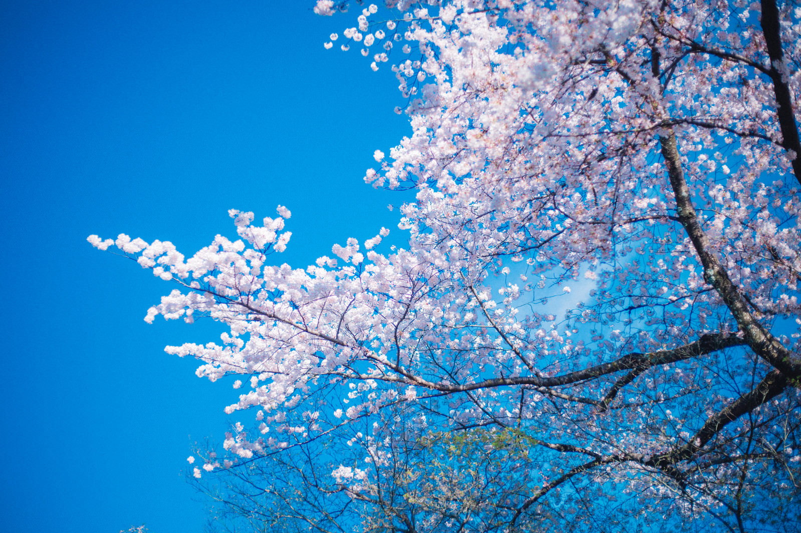 青空に満開の桜が舞い散る、春の季節の風景