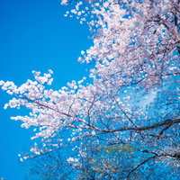 青空に満開の桜が舞い散る季節の春景色の写真