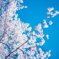 青空に満開に咲く桜の木、春の季節感が溢れる花見の風景の写真