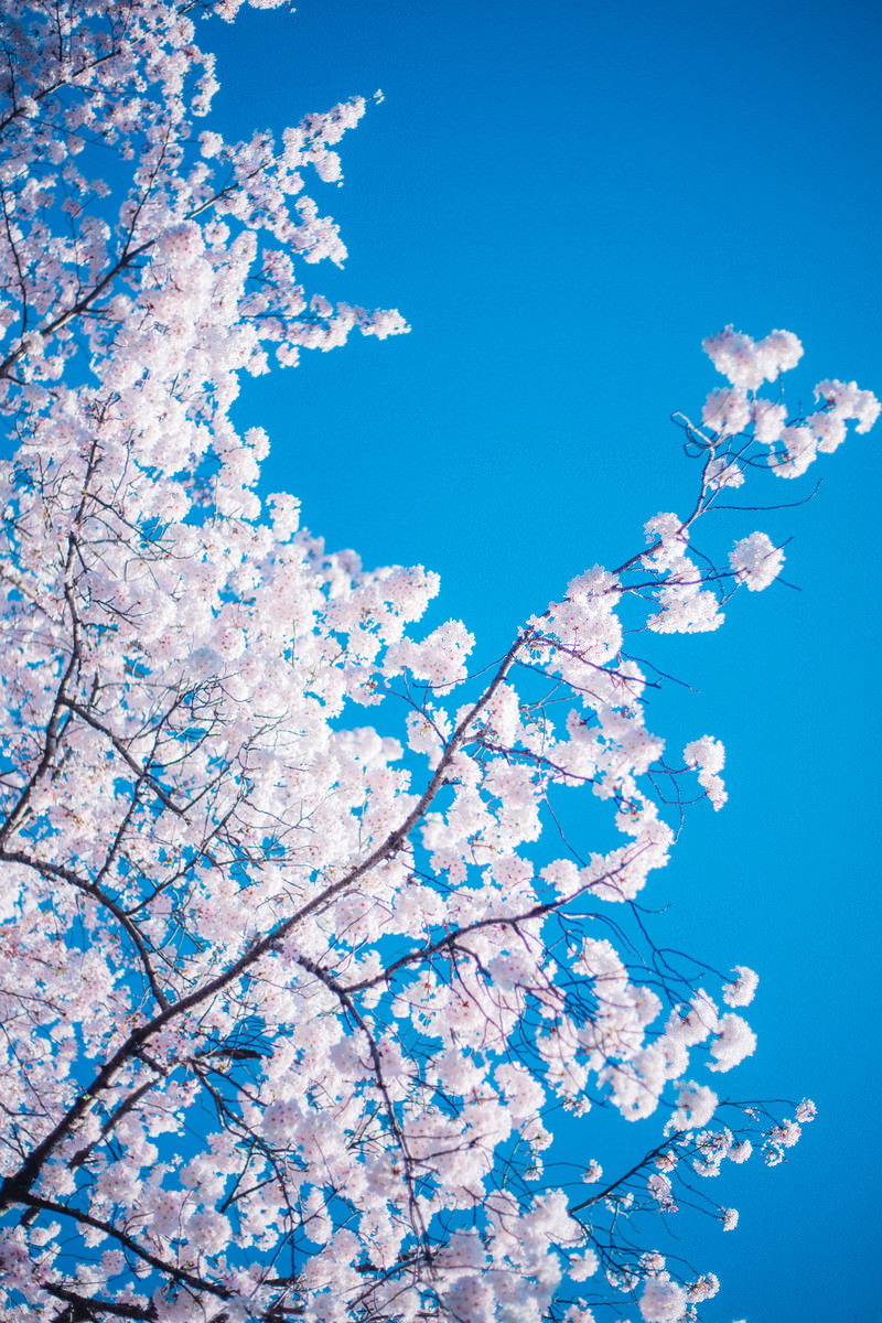 青空を背景に見上げた満開の桜