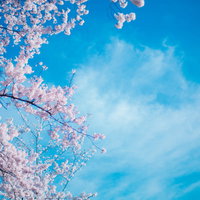 青空に満開の桜が咲き誇るシーズン、春の季節を彩る桜の木の写真