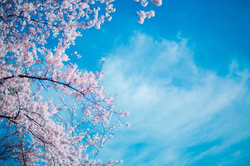 青空に満開の桜が咲き誇るシーズン、春の季節を彩る桜の木