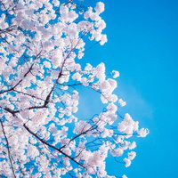 青空に満開に咲く桜の花、細い枝が放射状に広がる春の風景の写真