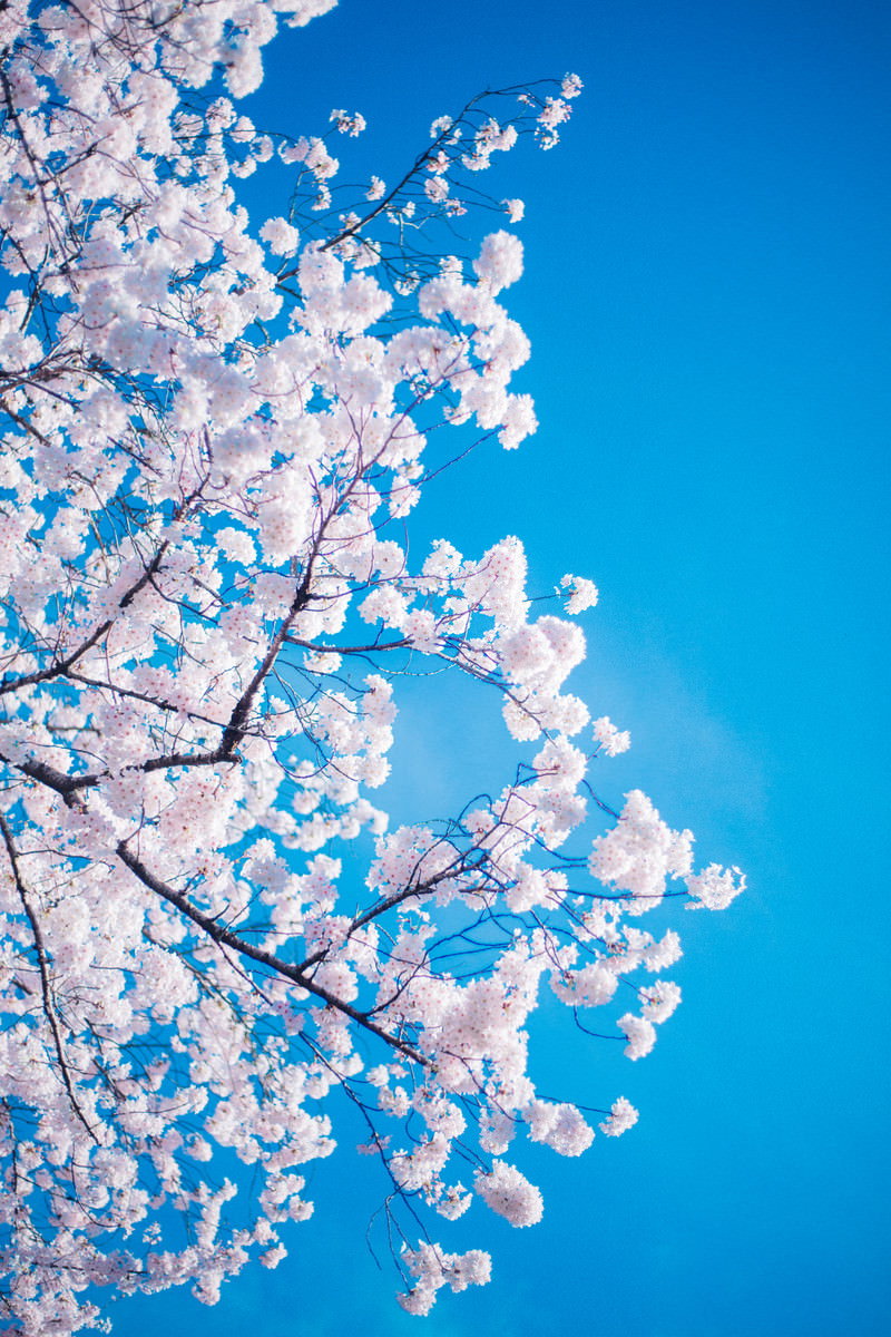 青空に満開の桜が咲き誇り、白ピンク色の花が枝いっぱいに咲いている