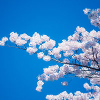 青空に映える見頃の桜の満開の花房の写真