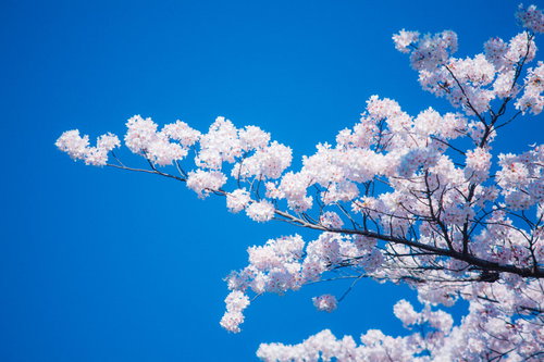 青空に映える見頃の桜の満開の花房