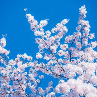 快晴の青空に映える満開の桜、白からピンク色に染まった春の風景の写真