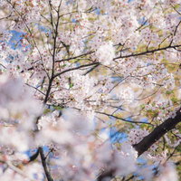 青空に映える葉桜と新緑の春風景、濃い樹幹に薄いピンク色の花が密集の写真