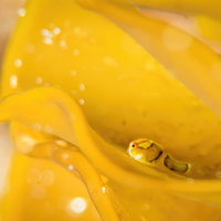 黄色いダンゴウオ（フウセンウオ）の写真