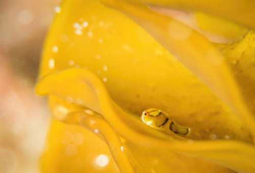 黄色いダンゴウオ（フウセンウオ）