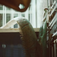 イグアナの背中と尻尾、緑色の体に並ぶ黄色い棘状の突起の写真