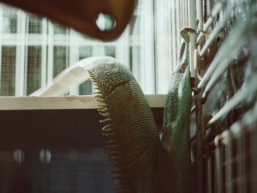 イグアナの背中と尻尾、緑色の体に並ぶ黄色い棘状の突起