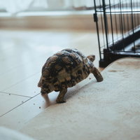 屋内の床を歩く陸亀（ヒョウモンガメ）の飼育風景の写真