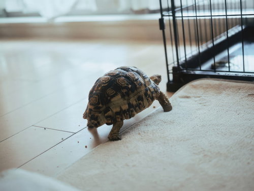 屋内の床を歩く陸亀（ヒョウモンガメ）の飼育風景
