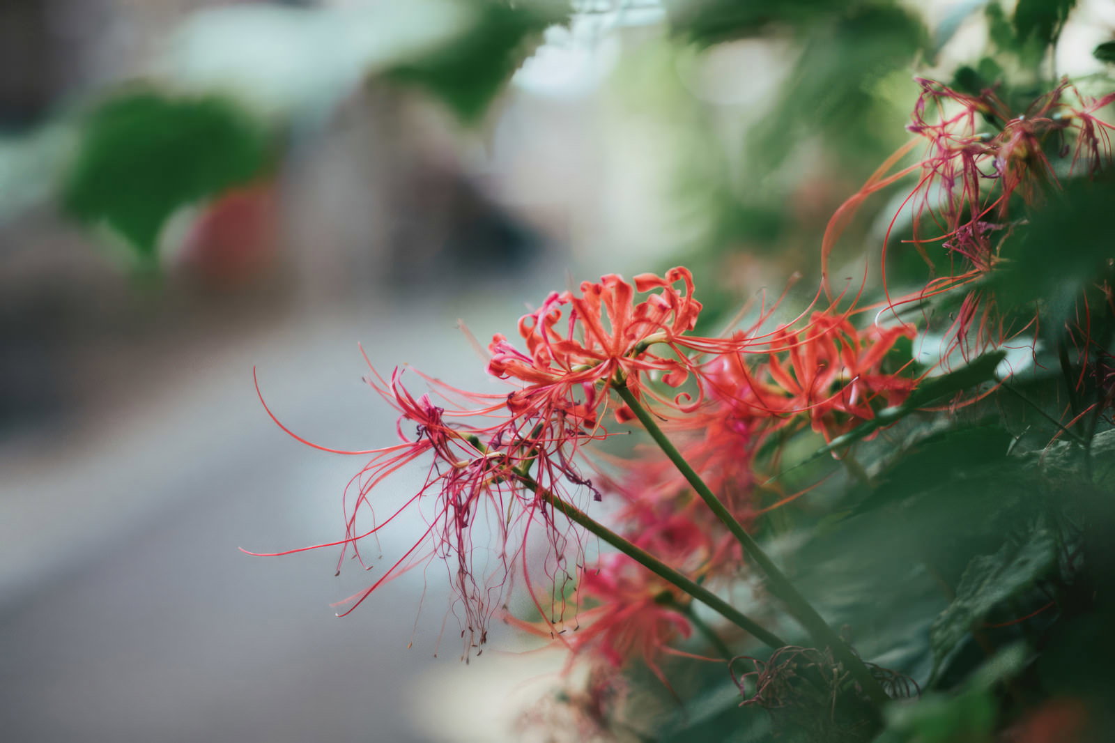 赤い彼岸花が放射状に開いた細い花弁とぼけた背景