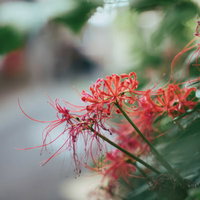 細い花弁の彼岸花の横顔 赤橙色の曼珠沙華の写真