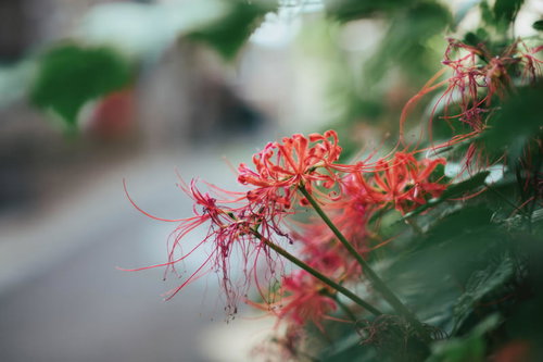 細い花弁の彼岸花の横顔 赤橙色の曼珠沙華