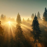 霧の林間に降り注ぐ朝日の光芒と針葉樹のシルエットの写真