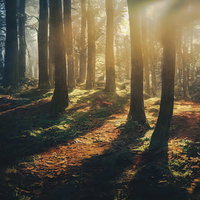 曙光に照らされた林間の木々と地面に伸びる影の写真