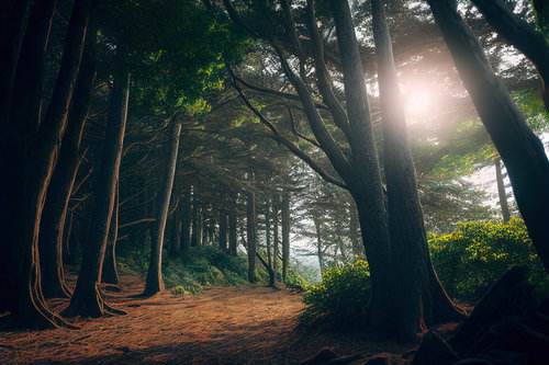 木漏れ日に照らされた山道を進む登山者向けハイキングコース