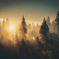 朝日が昇る木々の間の光景 - 神秘的な森林の朝焼け風景の写真