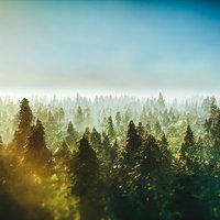 朝霧に包まれた広大な森の上の青い空と針葉樹林の写真