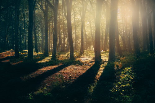 朝日が差す木漏れ日に満たされる森林の林間風景