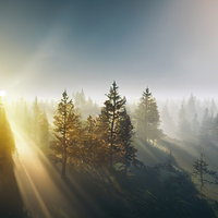 森に伸びる朝日の光芒と木々のシルエット、靄がかかった針葉樹林の写真