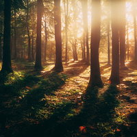 陽光差し込む苔生す遊歩道、林間を照らす黄金色の光の写真