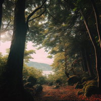 湖の見える林の散歩道：山々を望む森林トレッキングコースの写真