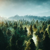 樹冠に降り注ぐ朝日の光 - 針葉樹林の早朝風景の写真