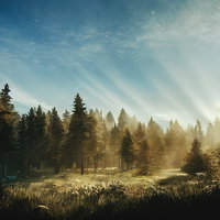 曙光と青空へと続く光芒の森景色 朝日が降り注ぐ針葉樹林の風景の写真
