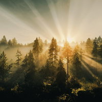 朝霧の森から昇る朝日と薄明光線が織りなす神秘的な風景の写真