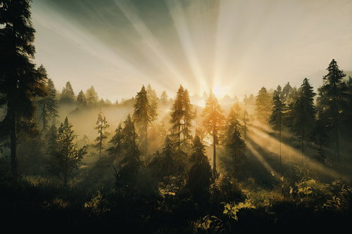 朝霧の森から昇る朝日と薄明光線が織りなす神秘的な風景