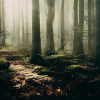 霧の中へ続く木漏れ日の登山道 - 朝の光が差し込む森林トレッキングコースの写真