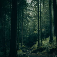 深い山奥まで続く登山道と苔むした森の針葉樹林の写真