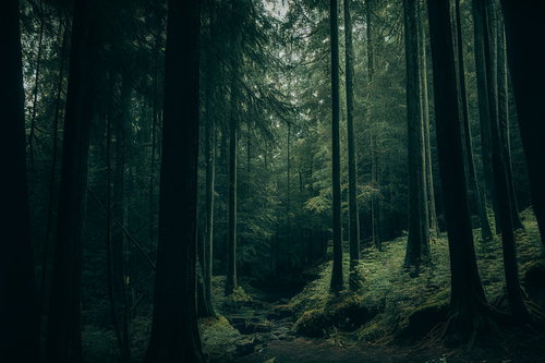 深い山奥まで続く登山道と苔むした森の針葉樹林