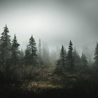 濃霧に遮られた山奥の登山道と木々、トレッキングコースの写真