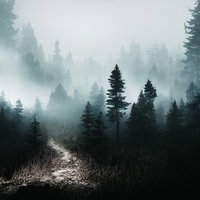 霧で視界不良の登山道を行く樹林帯、針葉樹に囲まれた山道の写真