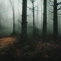 濃霧に包まれた山中の登山道、折れた枝と落ち葉が積もる暗い林道の写真