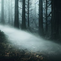 山道に流れ込む霧のようなガスと裸木が織りなす不気味な樹林風景の写真