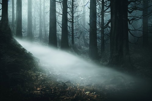 山道に流れ込む霧のようなガスと裸木が織りなす不気味な樹林風景