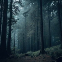 朝靄の中の山道と針葉樹林の写真