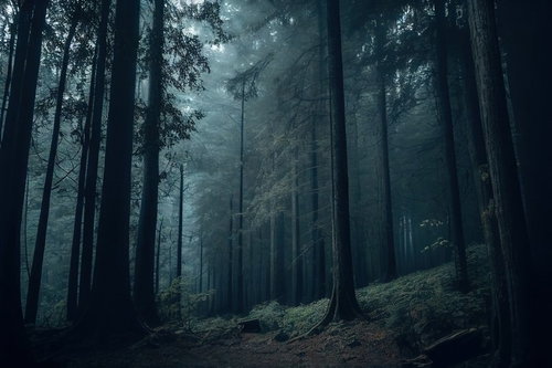 朝靄に包まれた深い森の山道を進む登山者の視点