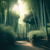 竹林の奥へと続く道を照らす木漏れ日と自然の光景の写真