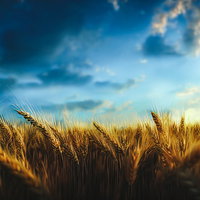 朝焼けと小麦畑（黄金色）の写真