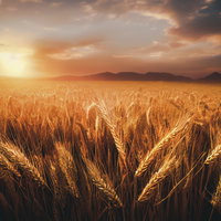 夕日に染まる広大な小麦畑の風景、黄金色に輝く穂と夕焼け空の写真